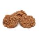 Texas Pecan Pralines by the Dozen from Alamo Pecan & Coffee in San Saba, TX